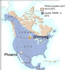 Coyote Habitat Range
