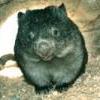 Wombat