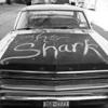Shark's Photo